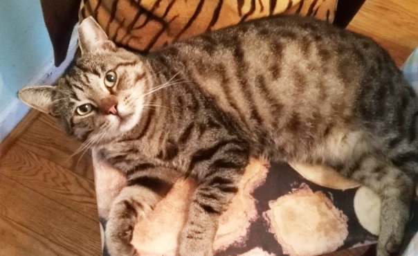 貓全口拔牙香港價格