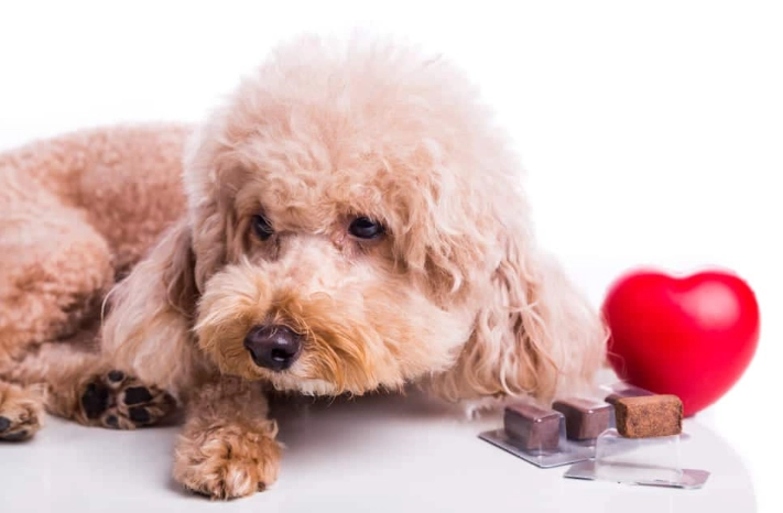 心絲蟲癲癇預防