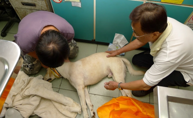 狗狗心絲蟲晚期