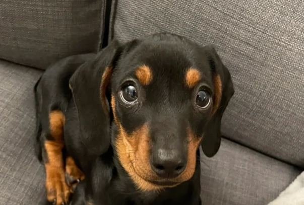 癱瘓狗照顧技巧