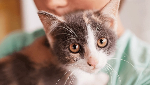 貓皮膚病會傳染給人嗎 貓皮膚病會傳染給人嗎