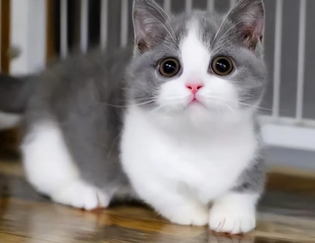 貓咪心絲蟲藥何時吃 貓咪心絲蟲藥何時吃