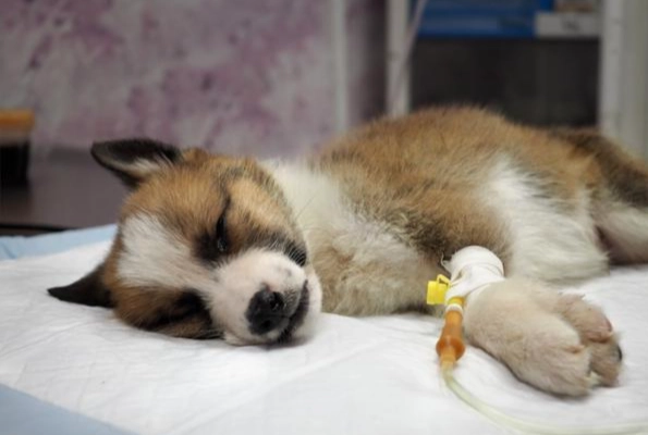 狗腎衰竭末期護理