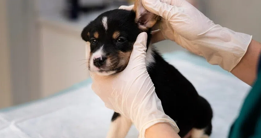 狗狗皮膚藥膏比較