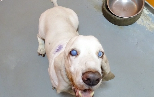 獸醫到府安樂死