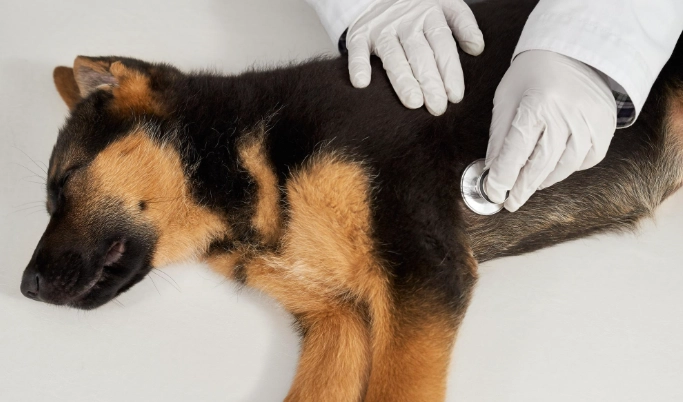 狗狗異位性皮膚炎天然療法