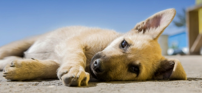 前庭症候群症狀