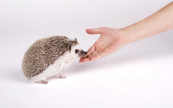 刺蝟籠推薦 刺蝟籠推薦