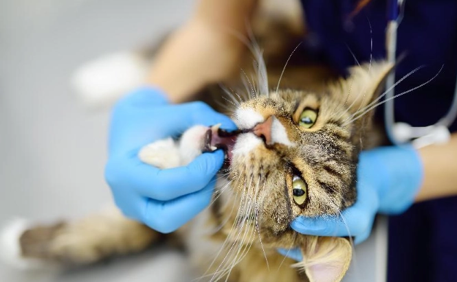 貓癲癇用藥價格