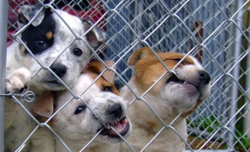 狗狗身上長痘痘