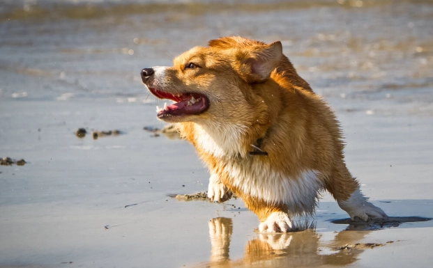 狗狗想法 狗狗想法