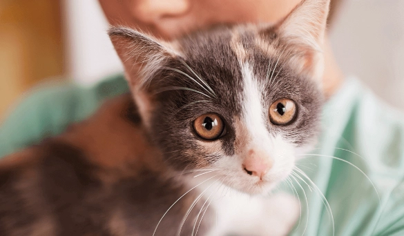 貓皮膚病症狀 貓皮膚病症狀