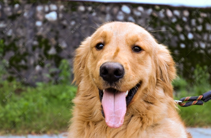 心絲蟲藥副作用處理