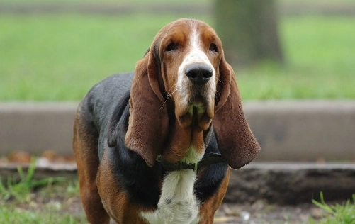 老年狗失智照顧