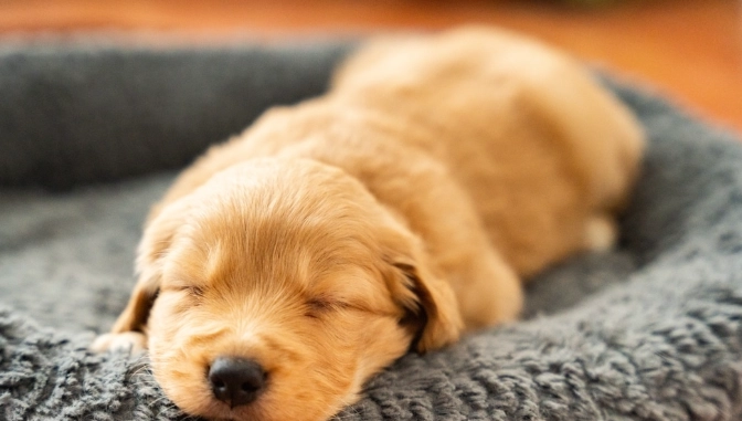 狗前庭神經炎症狀