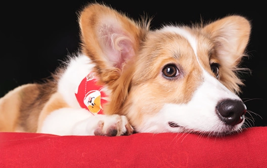 老年狗行為異常 老年狗行為異常