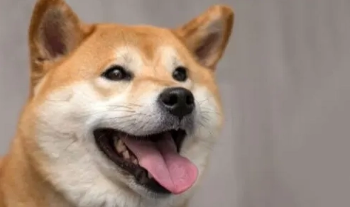 狗狗愛主人表現