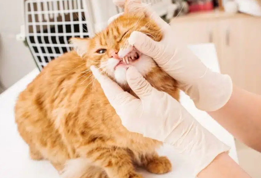 貓愛滋病牙科治療