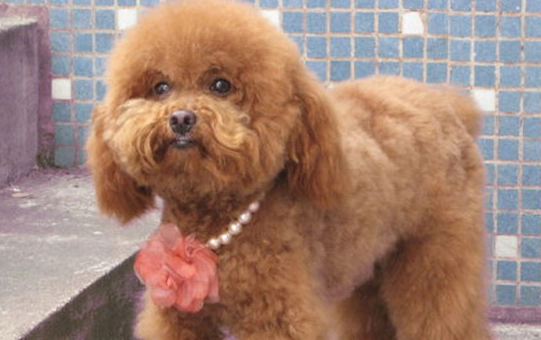 老年狗失智照顧