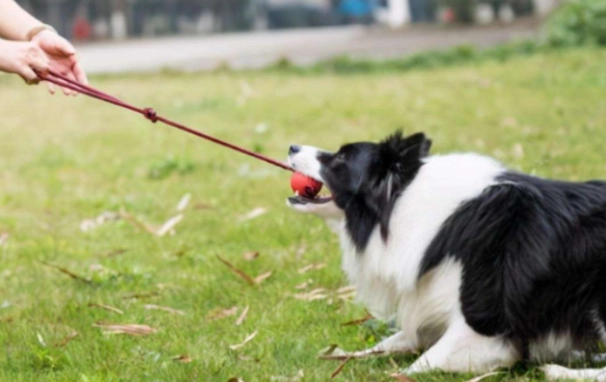 狗認知功能障礙 狗認知功能障礙