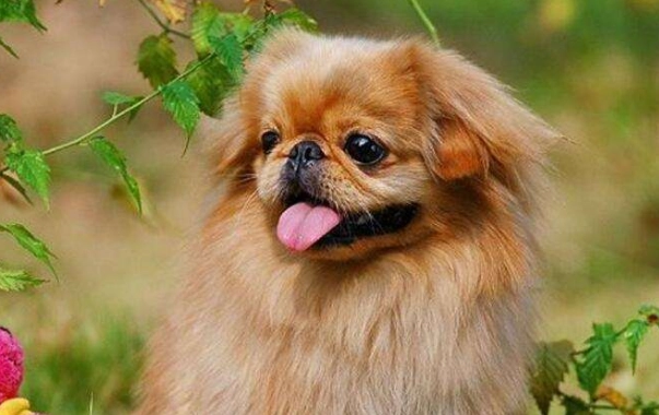 老年狗失智症狀