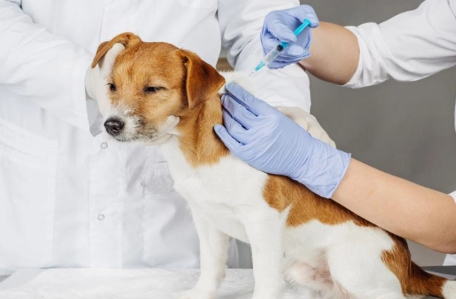 犬心絲蟲後遺症管理