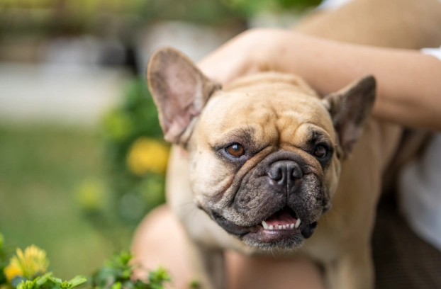 寵物皮膚炎藥膏