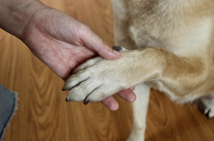 狗狗愛主人表現