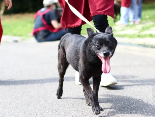 狗狗寄生蟲種類