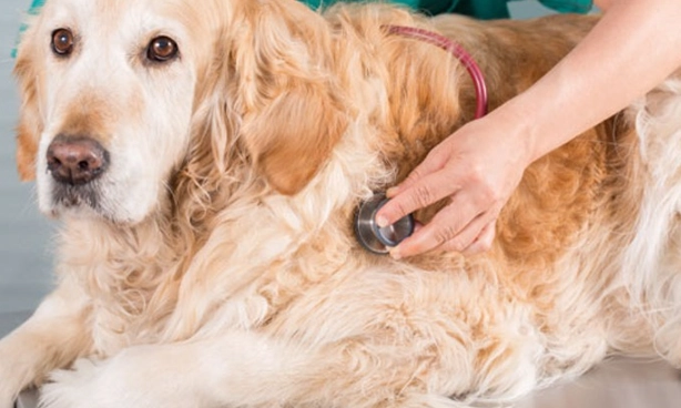 狗狗行為問題 狗狗行為問題