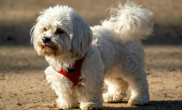 寵物皮膚黑色顆粒原因