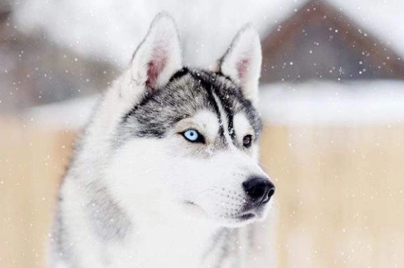 狗狗走路歪一邊