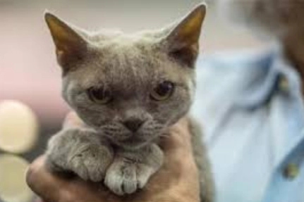 貓皮膚病種類傳染 貓皮膚病種類傳染