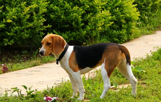 神經炎狗狗護理 神經炎狗狗護理