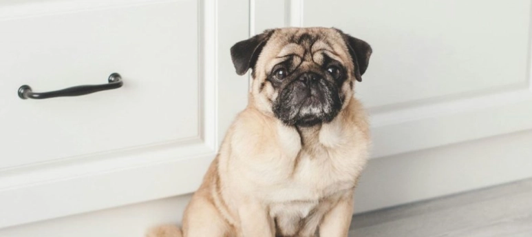 短吻犬呼吸評估