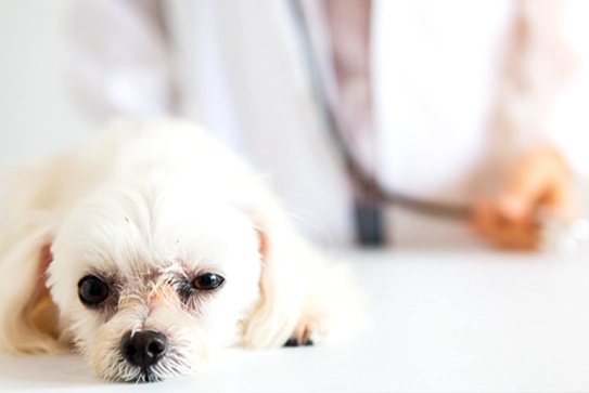 心絲蟲治療費用 心絲蟲治療費用