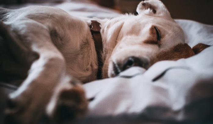 失智狗能活多久 失智狗能活多久