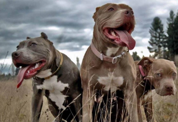 獸醫針灸費用 獸醫針灸費用