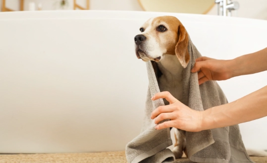 狗皮膚病藥推薦