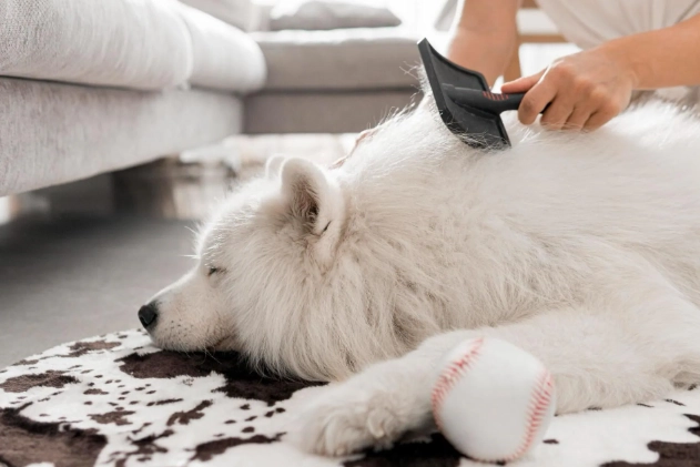 狗皮膚過敏症狀 狗皮膚過敏症狀