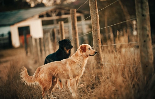 預防狗狗失智 預防狗狗失智