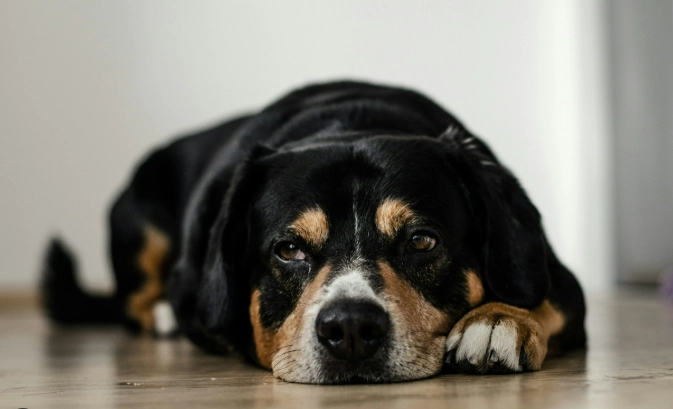 狗狗皮膚過敏治療 狗狗皮膚過敏治療