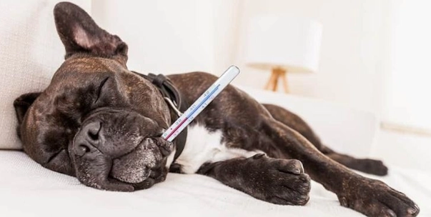 如何訓練狗不咬尾巴