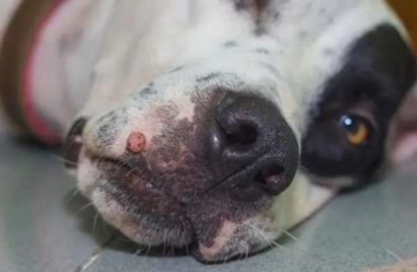 狗狗皮膚癌原因