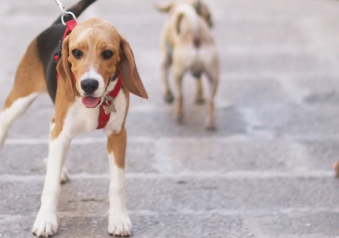狗狗軟顎過長手術價格