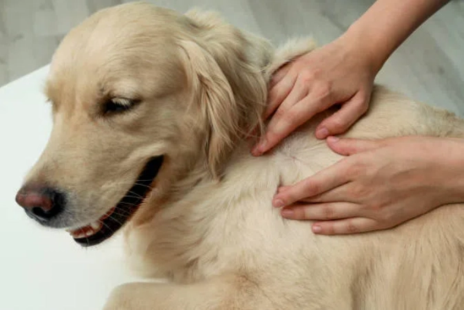 狗皮膚藥膏比較