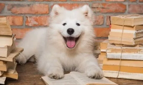 如何知道狗狗愛你