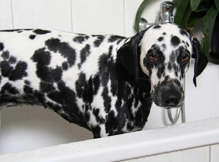 幼犬洗澡步驟 幼犬洗澡步驟