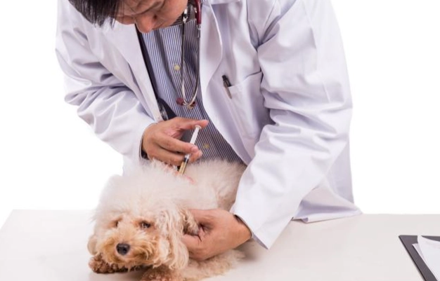 犬心寶不良反應