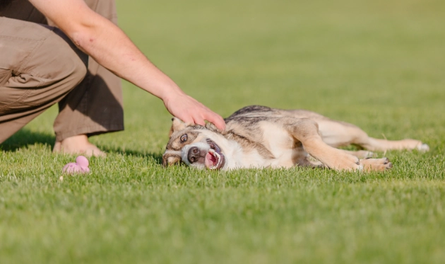 狗前庭神經炎治療